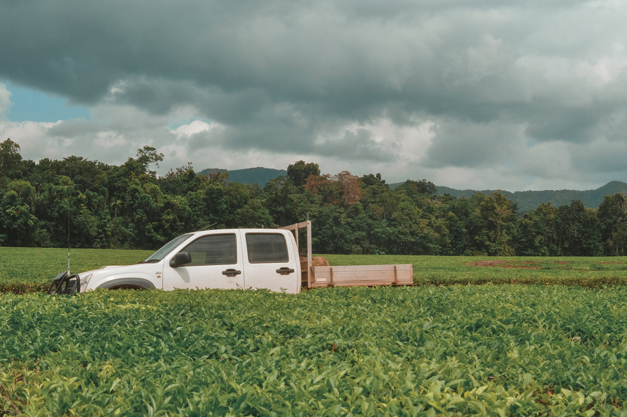 London Roast Postcard Teas London's Finest Tea Store